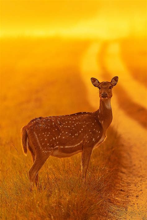 Spotted deer | Pugdundee Safaris blog