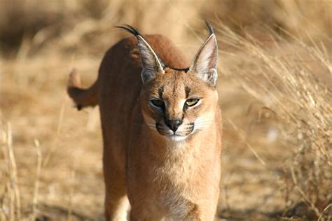 Flickriver: Photos from Caracal, Olt County, Romania