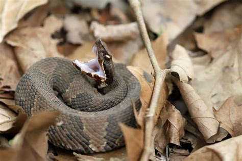 How to Identify a Baby Cottonmouth Snake (16 Helpful Photos)