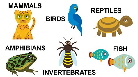 Basic Types of Animals and Their Characteristics | YourDictionary