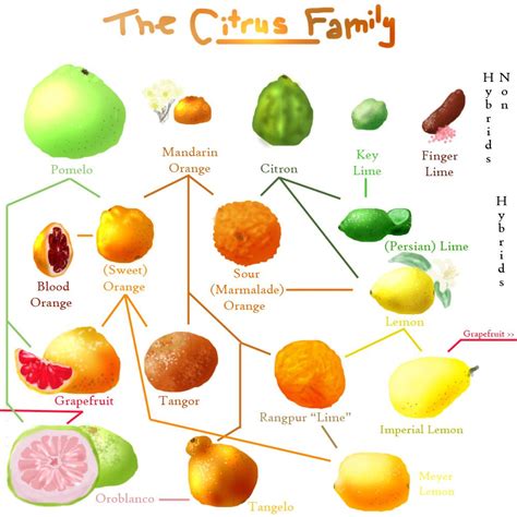 Citrus Fruits Names In English - Tere Fruit