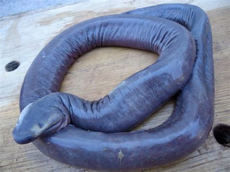 Caecilians: The other amphibian