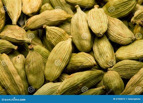 Cardamom Pods stock photo. Image of seedpod, cardamomum - 4705872