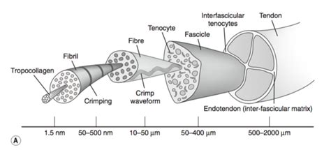 Tendon Anatomy - Physiopedia
