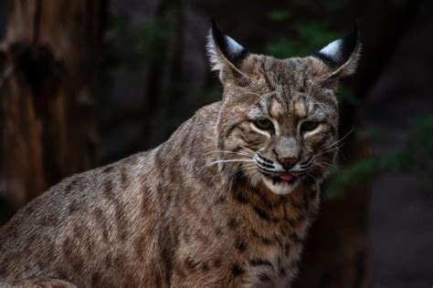 Bobcats in Pennsylvania: The Resurgence of Bobcats in PA