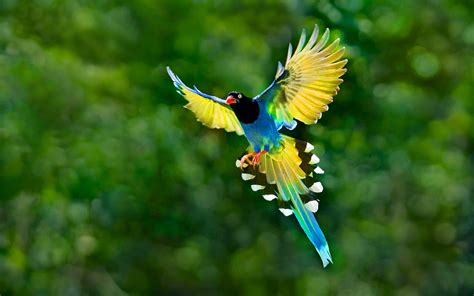 Colorful Toucan Bird Flying Spread Wings Tail Hd Desktop Backgrounds ...