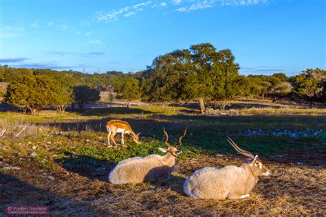 Natural Bridge Wildlife Ranch - Travel - celebrategalveston.com