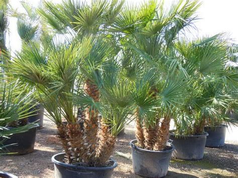 Palmier Chamaerops Humilis - Pépinière Sainte Marguerite