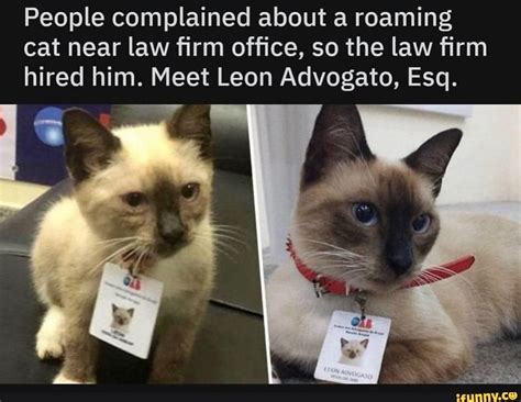 People complained about a roaming cat near law ﬁrm ofﬁce, so the law ...