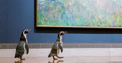 Kansas City Zoo's Trio of Penguins Take a Field Trip to a Local Art Museum