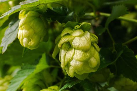 Hops: plant profile, flowers, care & hardiness - Plantura