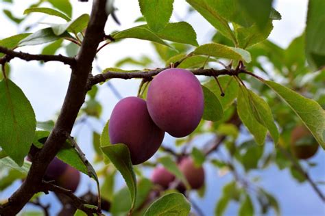 Plum Tree Care - How To Grow And Care For The Plum Tree