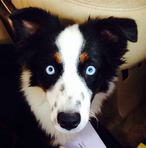 Mini Aussie with Blue Eyes - Midnight Luna