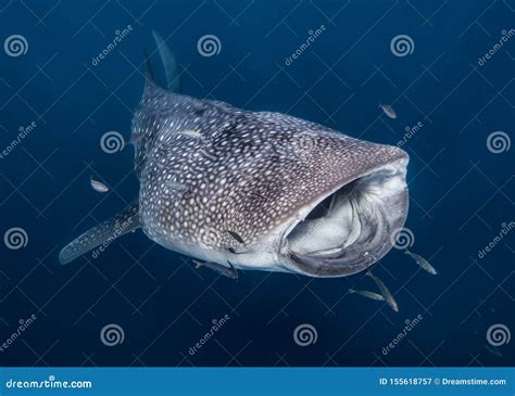 Whale Shark in Australia stock image. Image of escort - 155618757