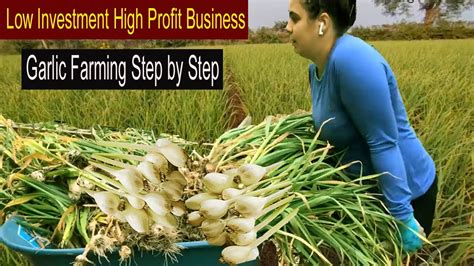 How to Start Business Garlic Farming - How to Grow Garlic Step by Step ...