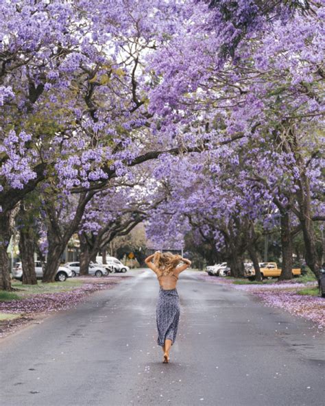 Grafton Jacaranda Festival Australia - Scotty Pass