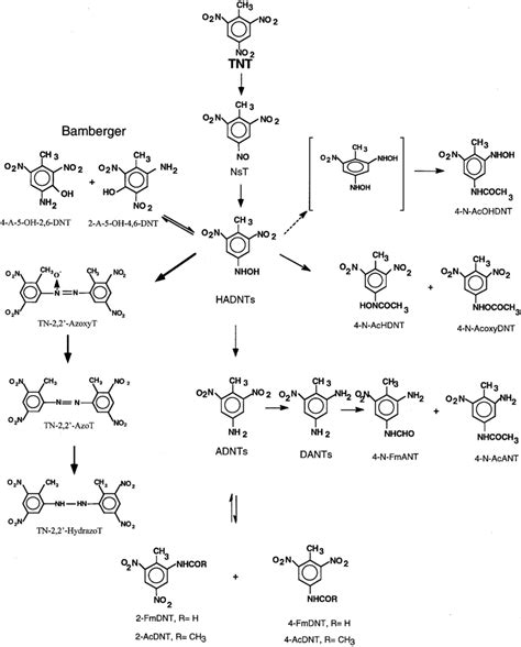 A constructed biodegradation pathways of 2,4,6-trinitrotoluene (TNT ...