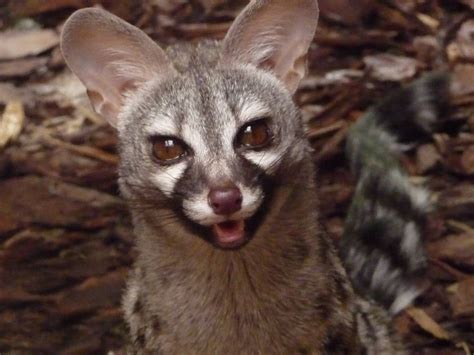 Genetta angolensis (Genet) | Animals, African civet, Weird animals