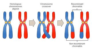 TSS-Connected: การแบ่งเซลล์แบบไมโอซิส - Meiosis