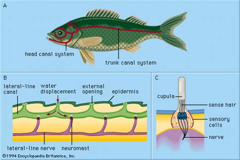 Describe the Method Biologists Use to Trap the Fish. - Presley-well-Schmitt