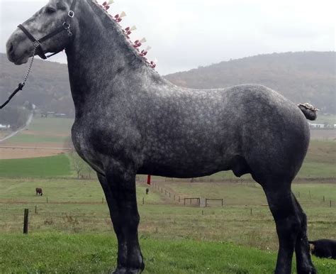 Percheron Horse Breed Info & Facts