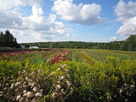 Flower Farm London, Ontario Canada | Favorite places, Farmland, Outdoor