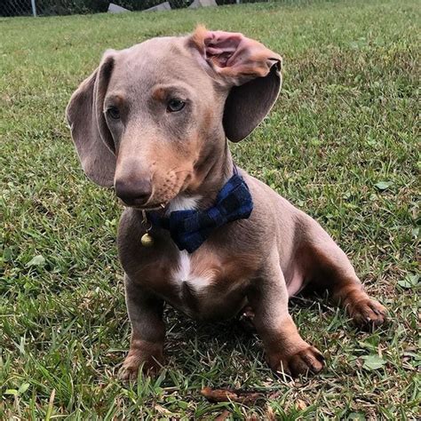 Everything You Need To Know About An Isabella Dachshund - The Goody Pet