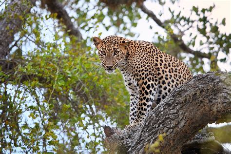 Yala National Park, Sri Lanka - WorldAtlas