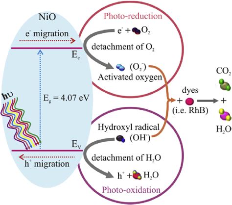 Schematic of the photocatalytic degradation process of organic dyes ...