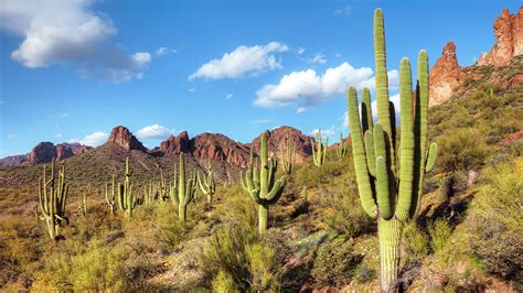 Arizona Sonoran Desert Cycling | REI Co-op