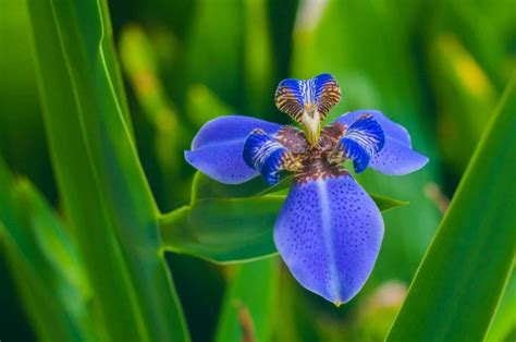 The Enchanting Iris: A Complete Guide to its Meaning & Magic - Petal ...