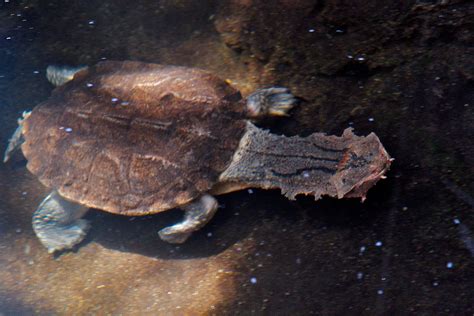 Mata Mata Turtle - Connecticut's Beardsley Zoo