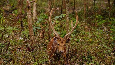 Mahananda Wildlife Sanctuary - Siliguri | Mahananda Wildlife Sanctuary ...