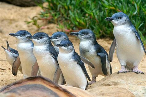 10 things you didn’t know about the Little Penguins at Phillip Island