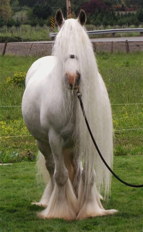 156 best images about Gypsy Vanner and Cob Horses on Pinterest | Horses ...