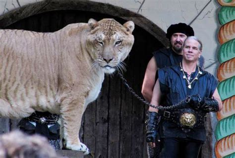 Hercules the Liger