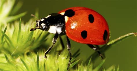 Ladybug Spirit Animal Symbolism & Meaning - AZ Animals