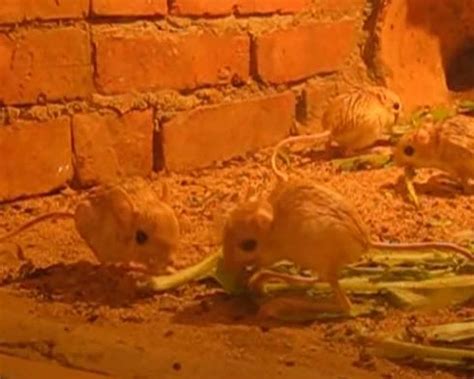 Baluchistan Pygmy Jerboa - Facts, Diet, Habitat & Pictures on Animalia.bio