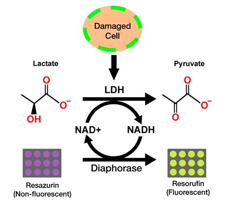 LDH Cytotoxicity Assay Kit, Fluorometric - Cepham Life Sciences ...