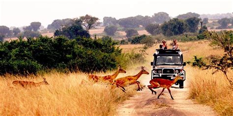 Queen Elizabeth National park | Tree Climbing Lions in Uganda