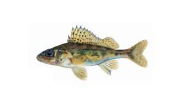 Eurasian Ruffe | Ontario's Invading Species Awareness Program