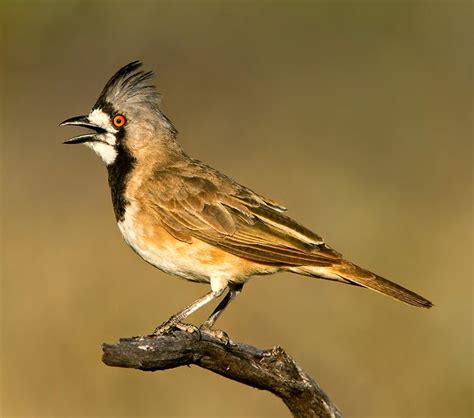 Birds of the World: Crested bellbird