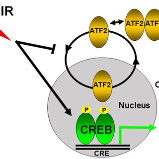 Process and targeting strategies of radiation-induced neuroendocrine ...