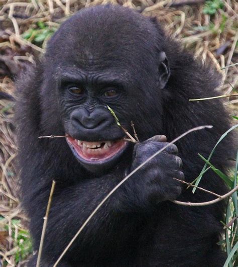 Smiling Ape | Flickr - Photo Sharing!