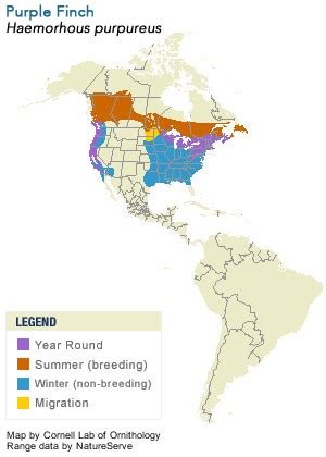 Purple Finch, Life History, All About Birds - Cornell Lab of Ornithology