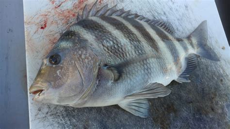 DIY Ghost Shrimp Pump - Catching Your Own Bait | OutdoorHub