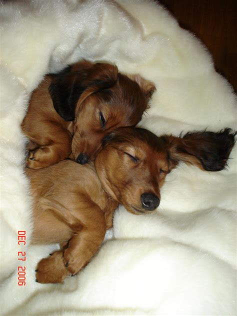 Dachshund puppies sleeping by ladythalia on DeviantArt