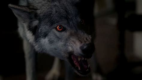 Image - The trueb werewolf.jpg | True Blood Wiki | FANDOM powered by Wikia