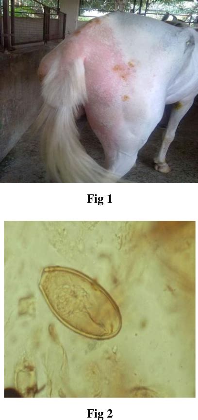 Figure 1 from Infestation of Oxyuris equi in horse and its successful ...