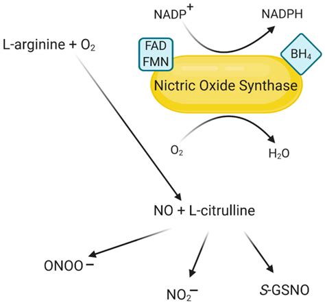 IJMS | Free Full-Text | Human Nitric Oxide Synthase—Its Functions ...